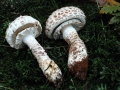 15 Amanita vittadini